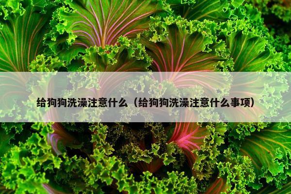 给狗狗洗澡注意什么（给狗狗洗澡注意什么事项）