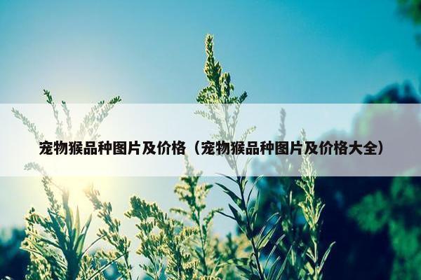 宠物猴品种图片及价格（宠物猴品种图片及价格大全）