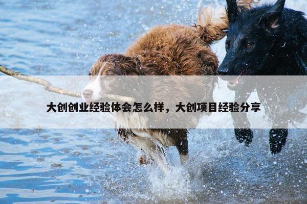 大创创业经验体会怎么样，大创项目经验分享