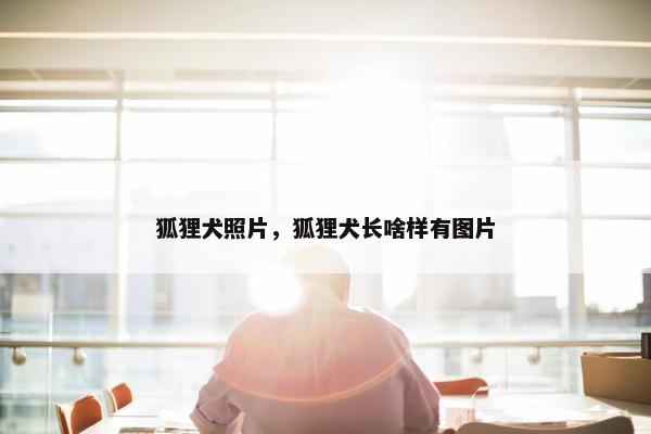 狐狸犬照片，狐狸犬长啥样有图片