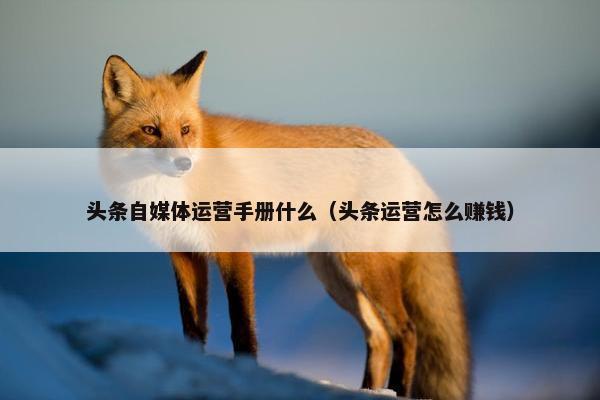 头条自媒体运营手册什么（头条运营怎么赚钱）