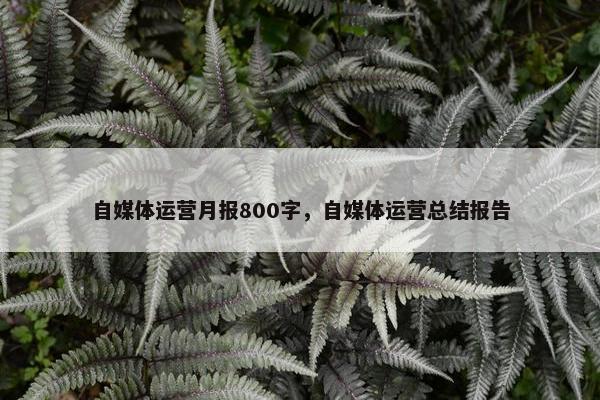 自媒体运营月报800字，自媒体运营总结报告