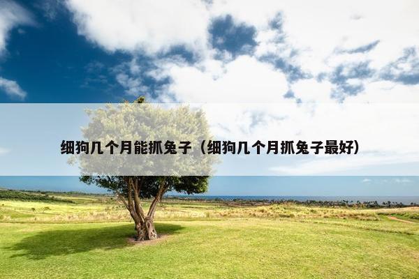 细狗几个月能抓兔子（细狗几个月抓兔子最好）