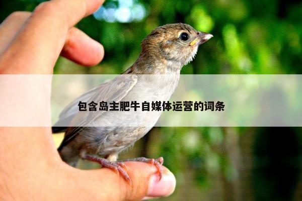 包含岛主肥牛自媒体运营的词条