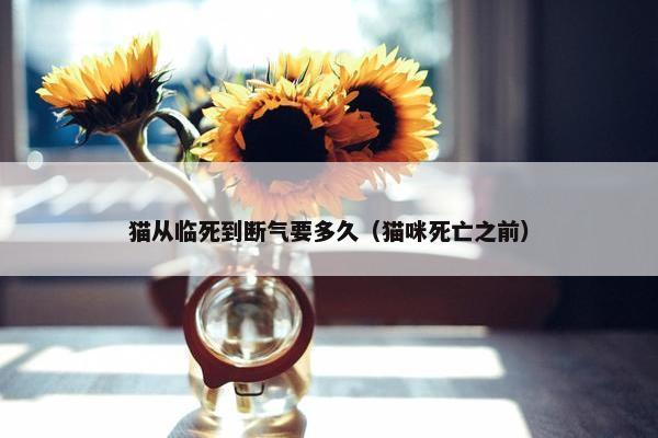 猫从临死到断气要多久（猫咪死亡之前）