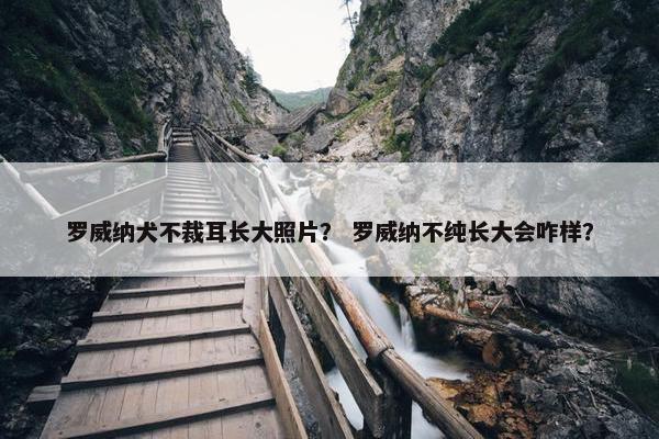 罗威纳犬不裁耳长大照片？ 罗威纳不纯长大会咋样？