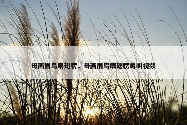 母画眉鸟扇翅膀，母画眉鸟扇翅膀鸣叫视频