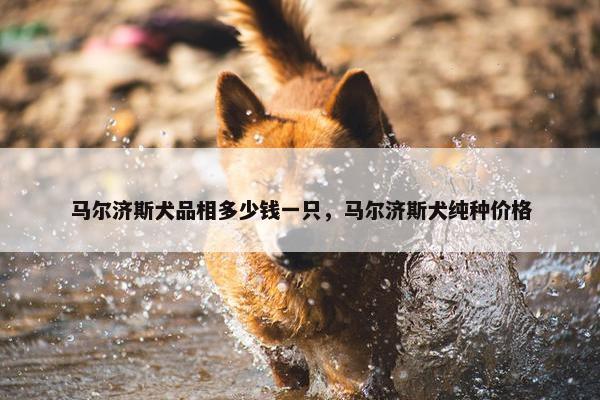 马尔济斯犬品相多少钱一只，马尔济斯犬纯种价格