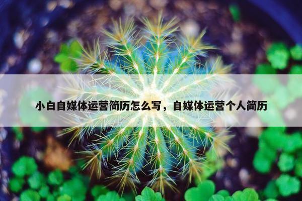 小白自媒体运营简历怎么写，自媒体运营个人简历