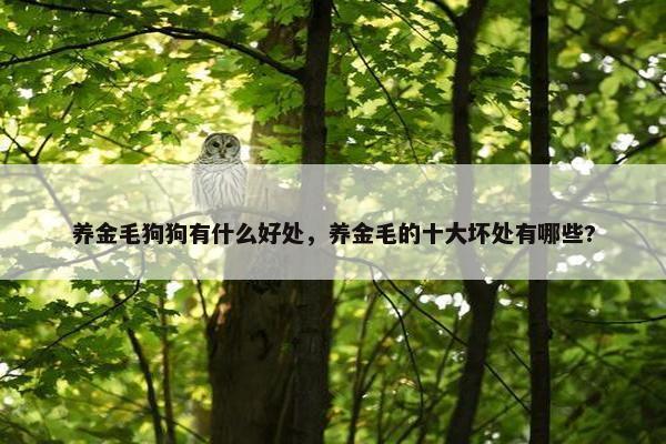 养金毛狗狗有什么好处，养金毛的十大坏处有哪些?