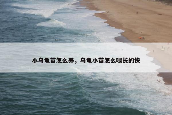 小乌龟苗怎么养，乌龟小苗怎么喂长的快