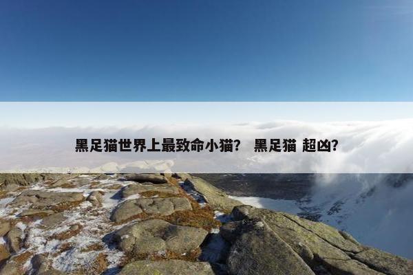 黑足猫世界上最致命小猫？ 黑足猫 超凶？
