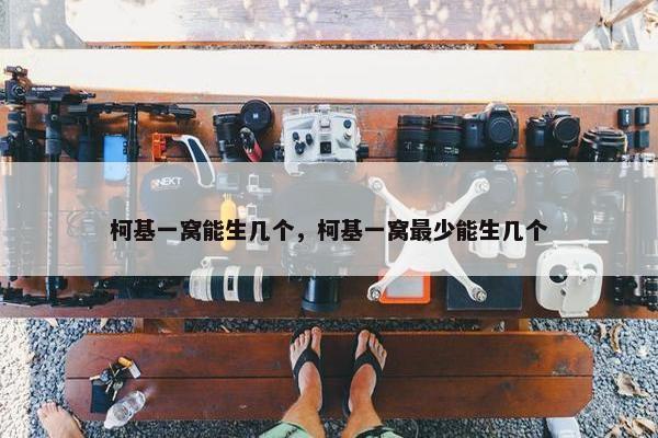 柯基一窝能生几个，柯基一窝最少能生几个
