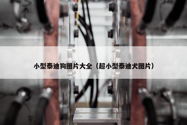 小型泰迪狗图片大全（超小型泰迪犬图片）