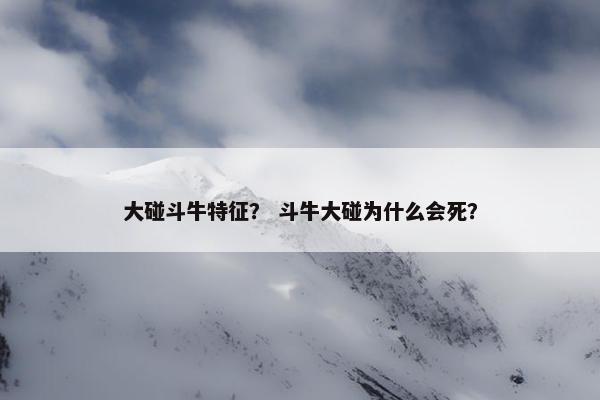大碰斗牛特征？ 斗牛大碰为什么会死？