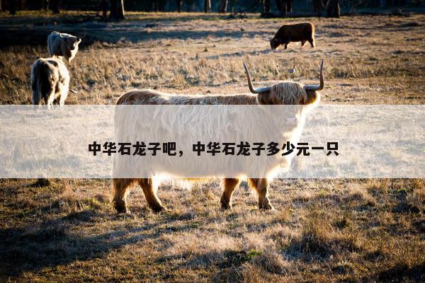 中华石龙子吧，中华石龙子多少元一只