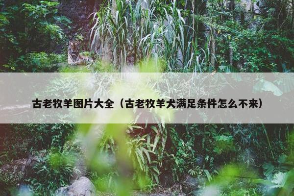 古老牧羊图片大全（古老牧羊犬满足条件怎么不来）