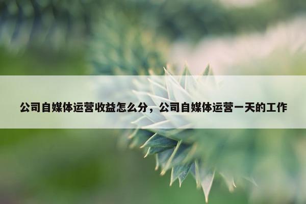 公司自媒体运营收益怎么分，公司自媒体运营一天的工作