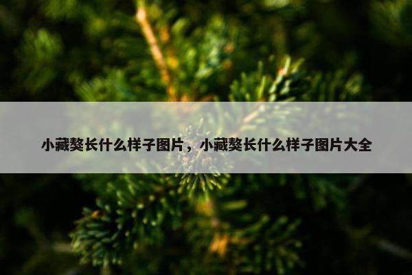 小藏獒长什么样子图片，小藏獒长什么样子图片大全