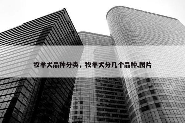 牧羊犬品种分类，牧羊犬分几个品种,图片