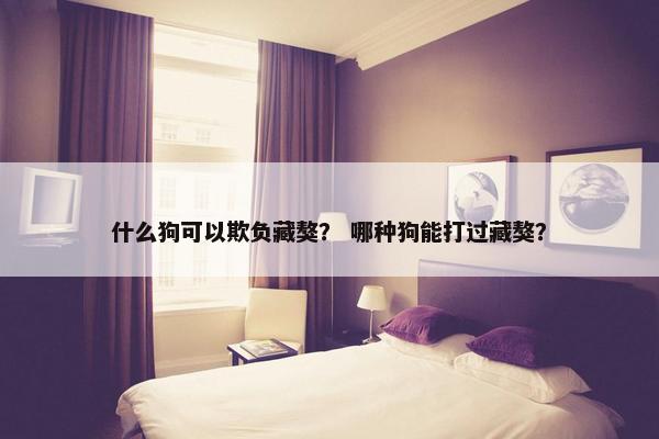 什么狗可以欺负藏獒？ 哪种狗能打过藏獒？