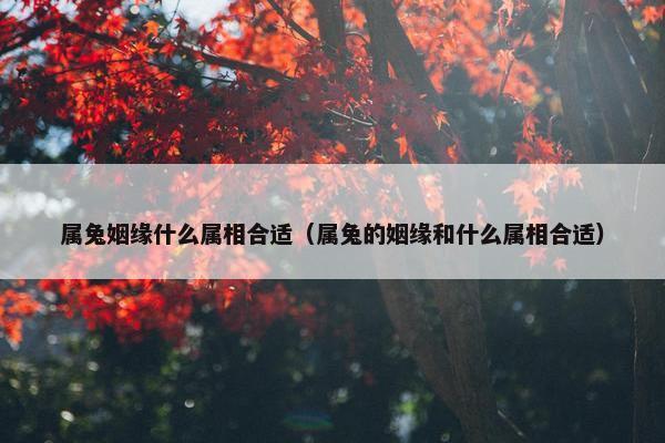 属兔姻缘什么属相合适（属兔的姻缘和什么属相合适）