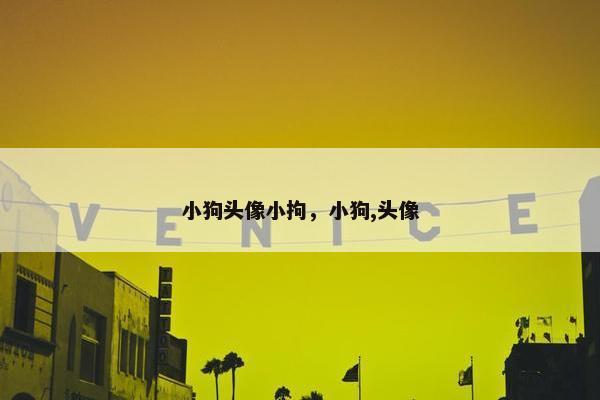 小狗头像小拘，小狗,头像