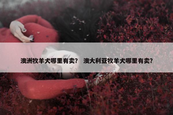 澳洲牧羊犬哪里有卖？ 澳大利亚牧羊犬哪里有卖？