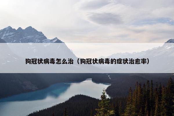 狗冠状病毒怎么治（狗冠状病毒的症状治愈率）