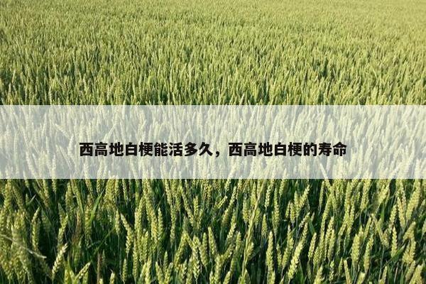 西高地白梗能活多久，西高地白梗的寿命