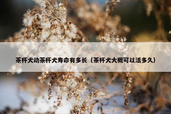 茶杯犬动茶杯犬寿命有多长（茶杯犬大概可以活多久）