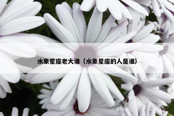 水象星座老大谁（水象星座的人是谁）