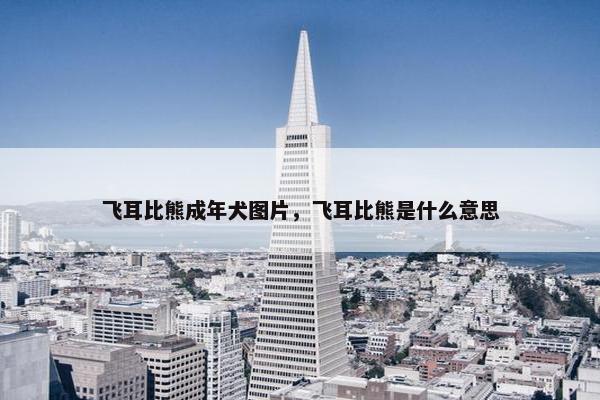飞耳比熊成年犬图片，飞耳比熊是什么意思