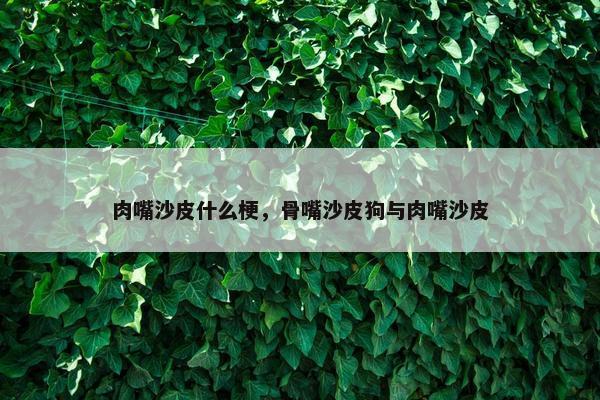 肉嘴沙皮什么梗，骨嘴沙皮狗与肉嘴沙皮
