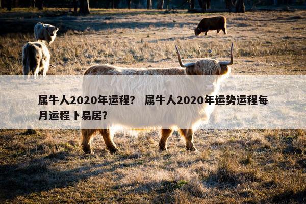 属牛人2020年运程？ 属牛人2020年运势运程每月运程卜易居？