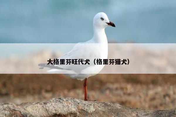 大格里芬旺代犬（格里芬猎犬）