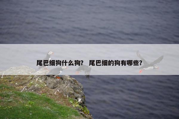 尾巴细狗什么狗？ 尾巴细的狗有哪些？