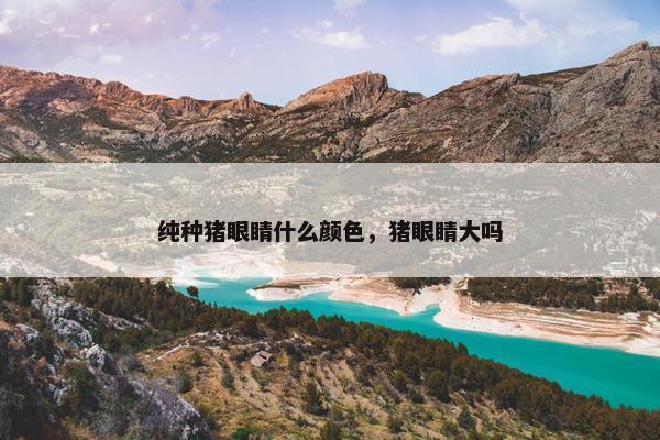 纯种猪眼睛什么颜色，猪眼睛大吗
