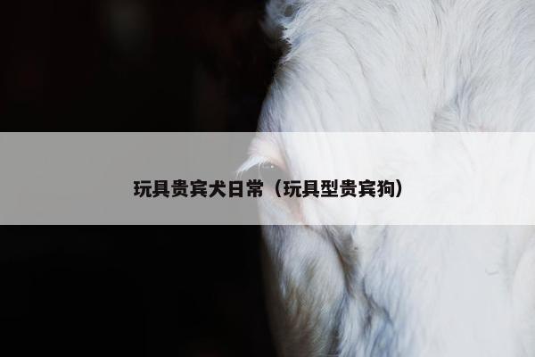 玩具贵宾犬日常（玩具型贵宾狗）