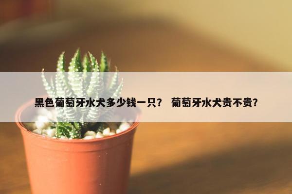 黑色葡萄牙水犬多少钱一只？ 葡萄牙水犬贵不贵？