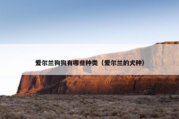 爱尔兰狗狗有哪些种类（爱尔兰的犬种）