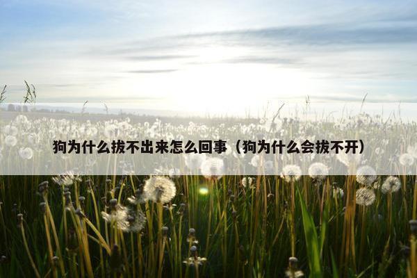 狗为什么拔不出来怎么回事（狗为什么会拔不开）