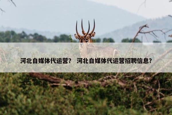 河北自媒体代运营？ 河北自媒体代运营招聘信息？