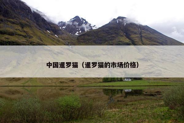 中国暹罗猫（暹罗猫的市场价格）