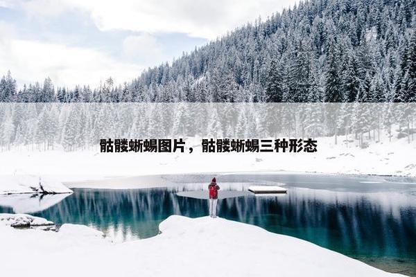 骷髅蜥蜴图片，骷髅蜥蜴三种形态