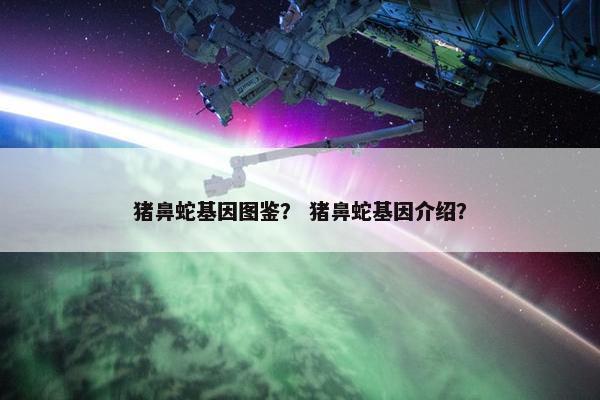 猪鼻蛇基因图鉴？ 猪鼻蛇基因介绍？