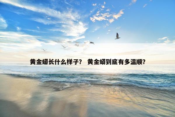 黄金蟒长什么样子？ 黄金蟒到底有多温顺？