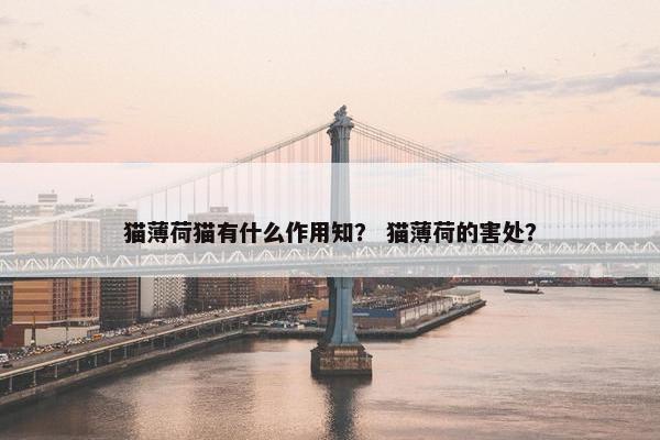 猫薄荷猫有什么作用知？ 猫薄荷的害处？