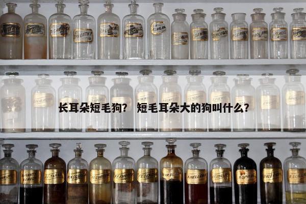 长耳朵短毛狗？ 短毛耳朵大的狗叫什么？