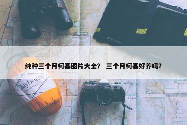 纯种三个月柯基图片大全？ 三个月柯基好养吗？